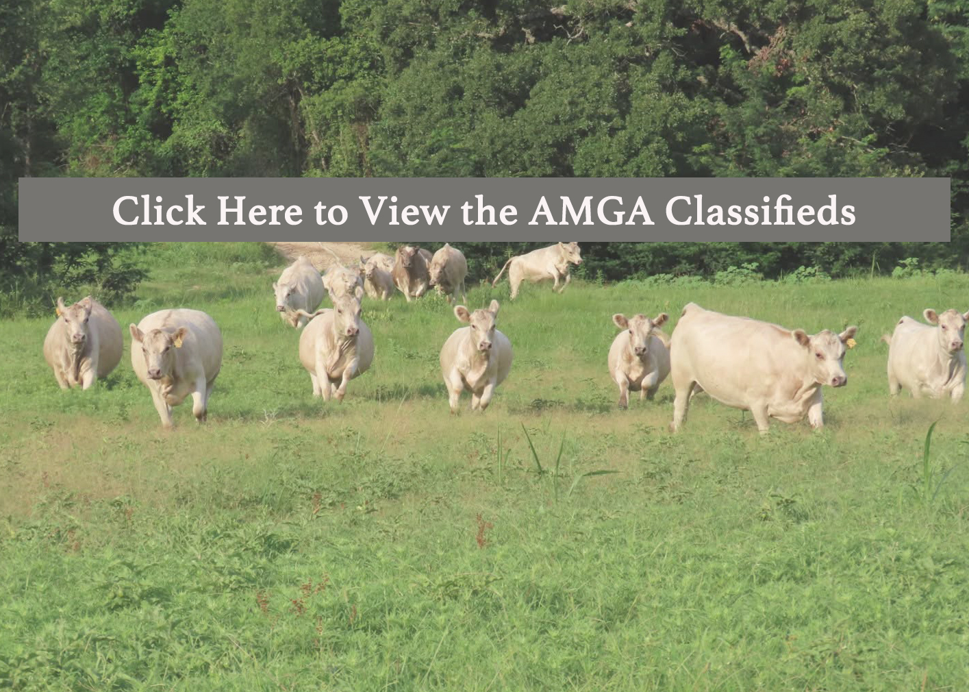 ClassifiedsButton